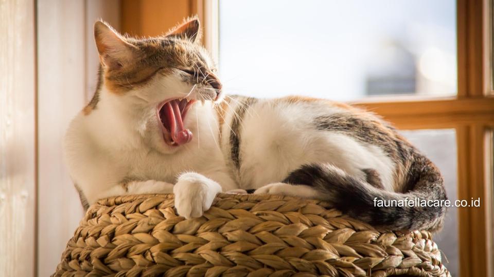 Cara memotong kuku kucing yang benar dimulai dari pemilihan peralatan yang tepat. Kemudian, lakukan langkah-langkahnya secara perlahan.