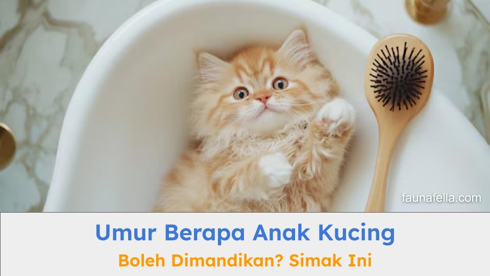 Umur berapa anak kucing boleh dimandikan harus menjadi perhatian, terutama untuk pemilik kucing baru atau pemula.