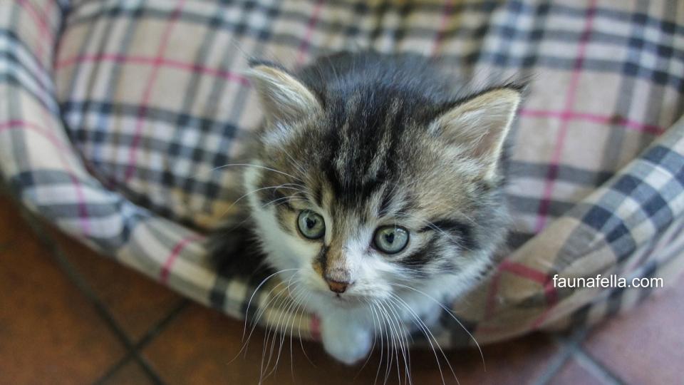 Vaksin kucing berapa kali? Kebutuhan vaksin kucing dalam 1-3 tahun bisa berbeda tergantung dari kebutuhan kucing itu sendiri. Konsultasikan pada ahlinya.