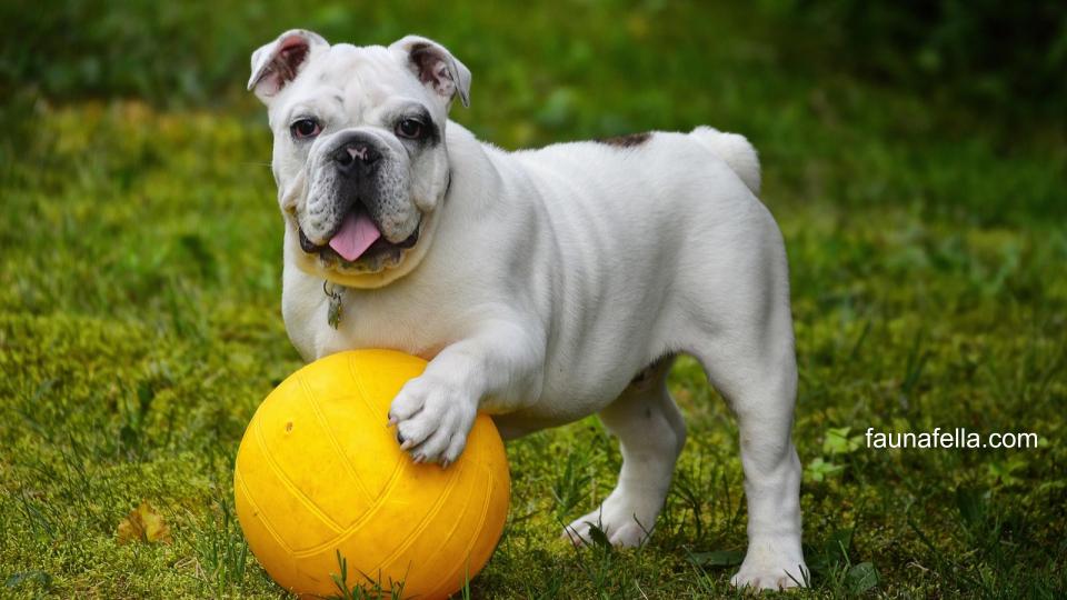 Anjing Bulldog memiliki kekuatan fisik yang luar biasa, tapi juga setia. Anjing ini cocok untuk keluarga.
