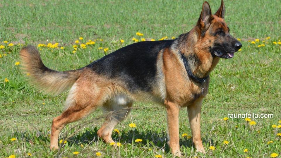 Anjing Gembala Jerman dapat menghabiskan waktu dan energi untuk bermain seharian di dog park.