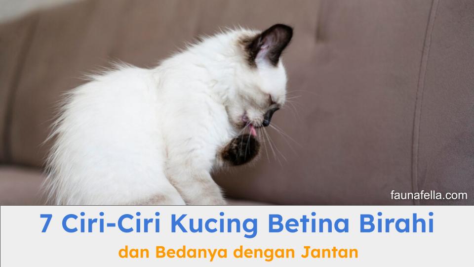 Ciri-ciri kucing betina birahi harus diketahui pemilik agar dapat melakukan tindakan yang tepat.