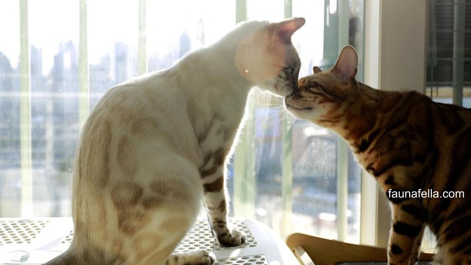 Kucing Bengal tidak takut air dan sangat aktif sehingga membutuhkan teman atau waktu bermain yang lebih dari kucing lainnya.