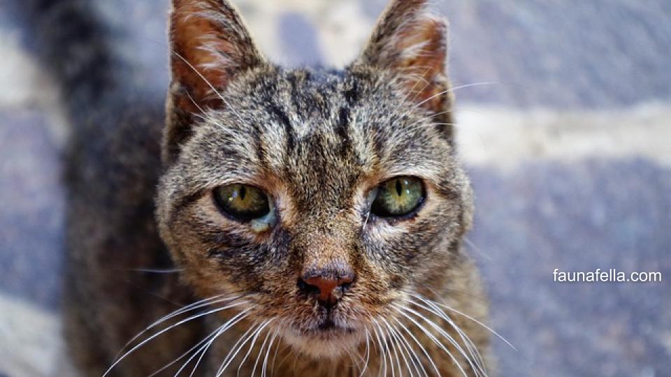 Penyebab terjadinya ciri-ciri kucing rabies bisa karena gigitan hewan yang terinfeksi, tertular cakaran atau karena tidak divaksin.