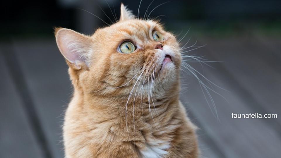 Dalam memberikan nama kucing cowok, sebaiknya sesuaikan dengan karakter atau warna kucing.