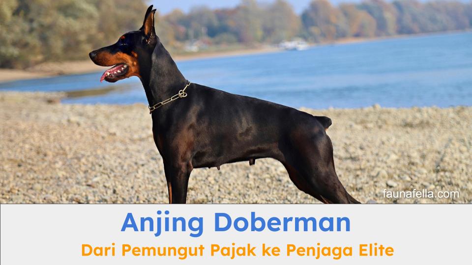 Anjing Doberman dikenal sangat tangguh dan stamina yang tinggi. Sejarah dan karakternya memang unik untuk diketahui.