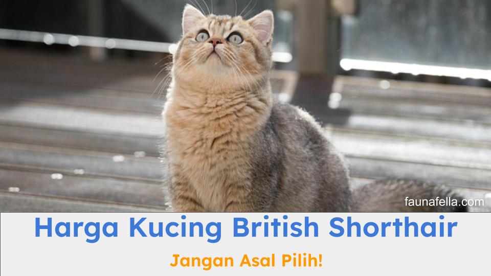 Harga kucing british shorthair cukup terjangkau, terutama bagi pecinta kucing ras. Kucing ini memiliki ciri yang tenang atau kalem.