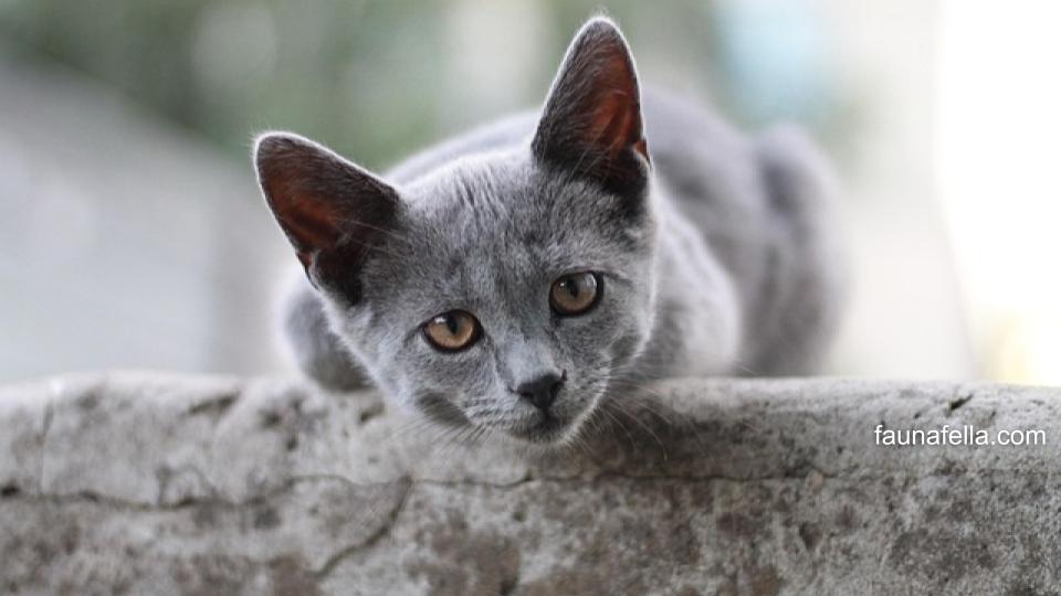 Harga kucing british shorthair bisa dipengaruhi oleh berbagai hal, di antaranya keasilan atau kemurnian ras.