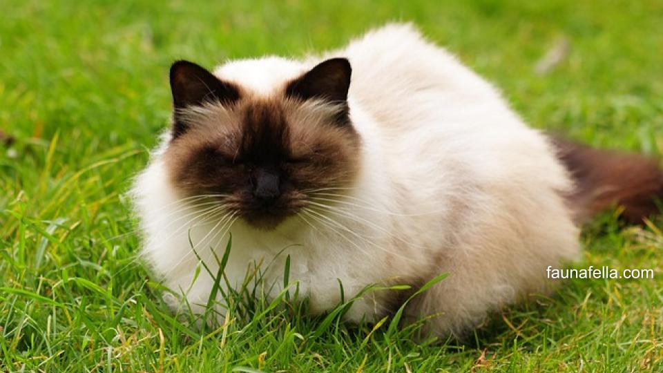 Kucing Himalaya memiliki bulu lebat dan panjang. Kucing ini memiliki perpaduan karakter antara Persia dan Siamese.