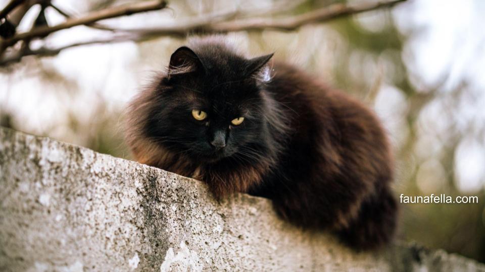 Kucing Himalaya memiliki berbagai fakta unik seperti tidak suka suara keras. Sehingga, pastikan mempertimbangkan dengan baik sebelum mengadopsi.
