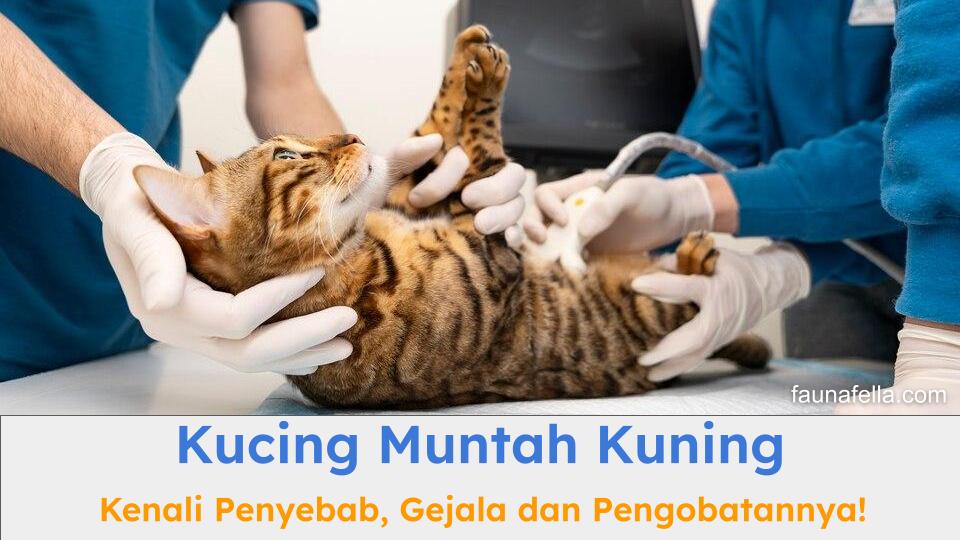 Pahami gejala, penyebab dan cara mengobati kucing muntah kuning. Cari tahu juga kapan harus ke dokter.