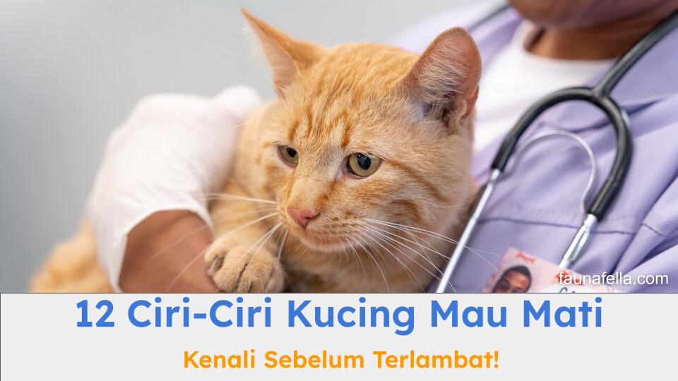 Memahami ciri-ciri kucing mau mati sangat penting untuk mengetahui tindakan yang harus dilakukan.