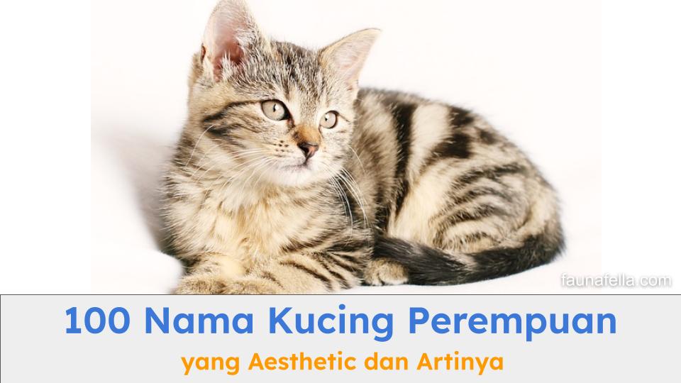 Nama kucing perempuan aesthetic bisa menjadi inspirasi dalam memilihkan nama kucing perempuan yang menarik dan tentu saja dengan arti yang bagus.