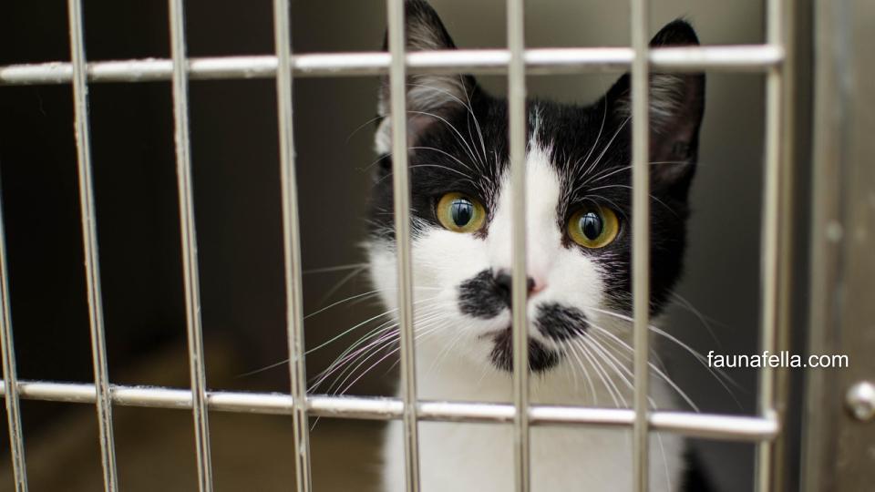 Kucing yang ada di dalam kandang di shelter kucing. Walau di kandang, staff shelter merawatnya dengan baik.