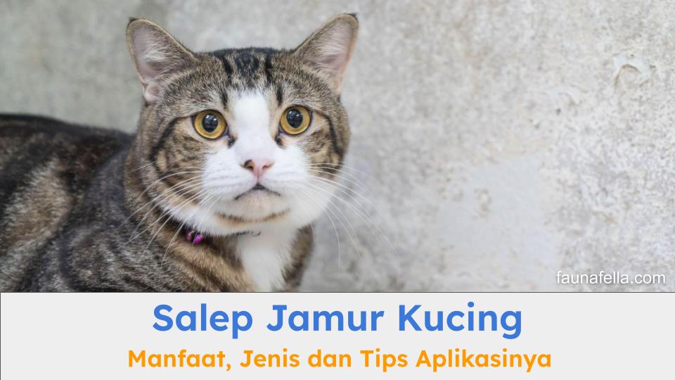 Kucing yang bebas jamur terlihat lebih bersih dan sehat. Salep jamur kucing membantu menghilangkan jamur secara tuntas.