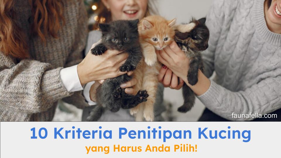 Kucing yang hendak dititipkan ke tempat penitipan kucing oleh pemiliknya sebelum bepergian.