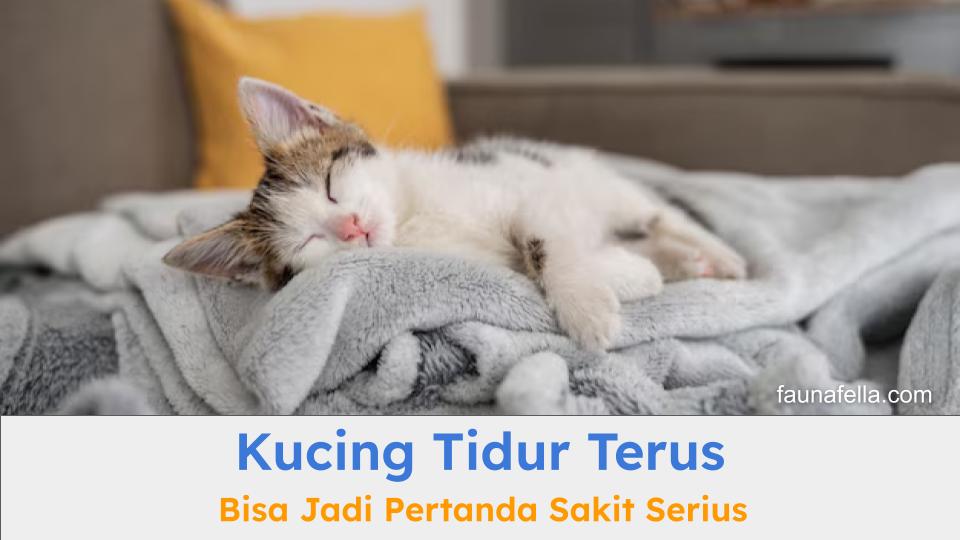 Kucing tidur terus bisa karena berbagai hal mulai dari kebiasaan hingga penyakit serius.