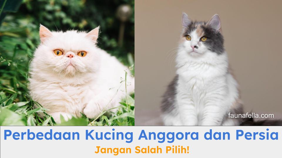 Gambar perbedaan kucing Anggora dan Persia dari bentuk fisik seperti wajah, mata dan posturnya.