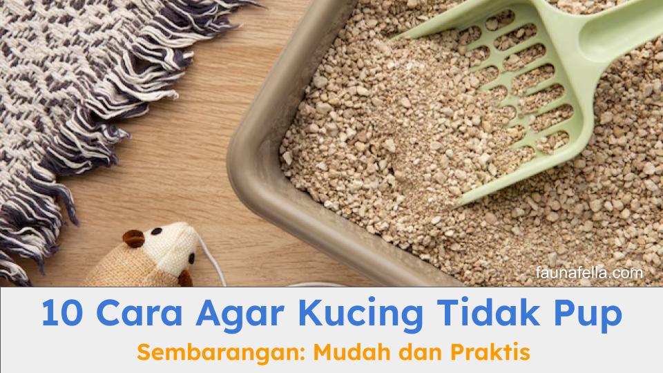 Cara agar kucing tidak pup sembarangan dapat membantu kucing pintar dan sehat, ruangan pun lebih bersih.