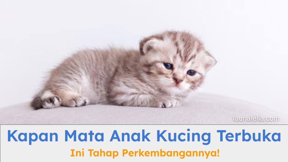 Kapan mata anak kucing terbuka menjadi penting untuk diketahui berkaitan dengan nutrisi dan perkembangannya secara normal.
