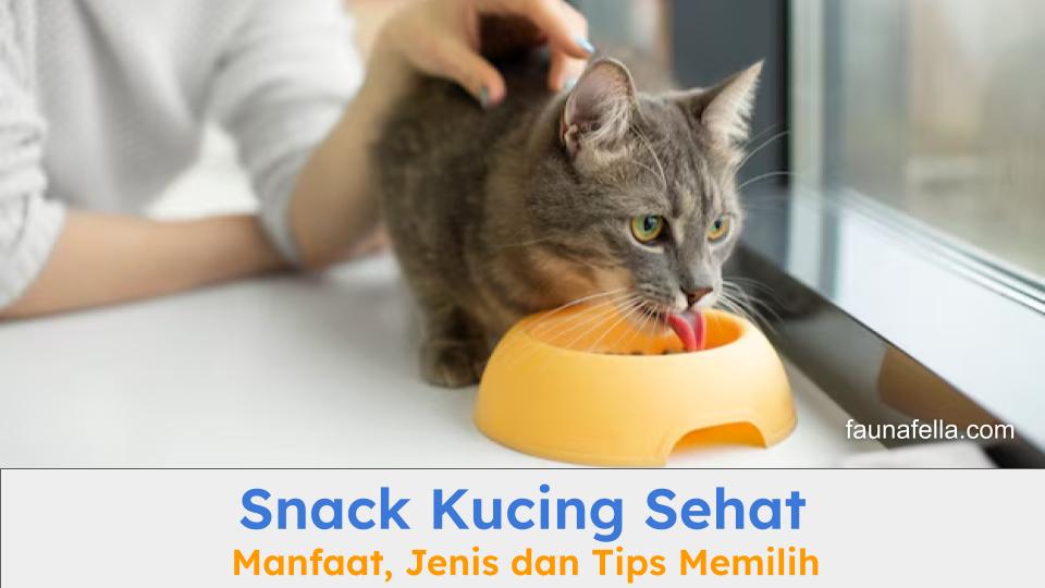 Snack kucing sehat dapat memberi banyak manfaat untuk kesehatan fisik dan mental kucing.