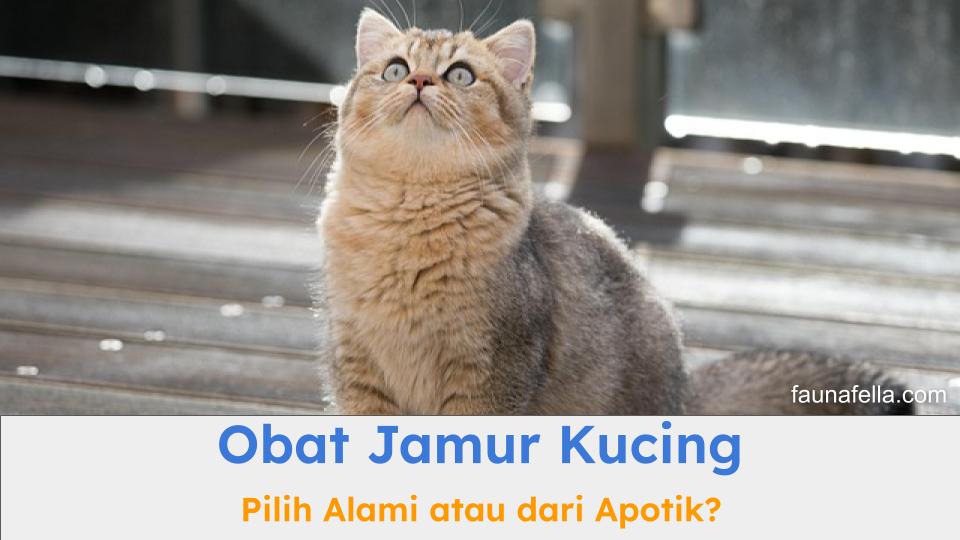 Kucing yang melihat ke atas dan terlihat terawat karena bebas jamur. Sehingga, konsumsi obat jamur kucing juga penting.