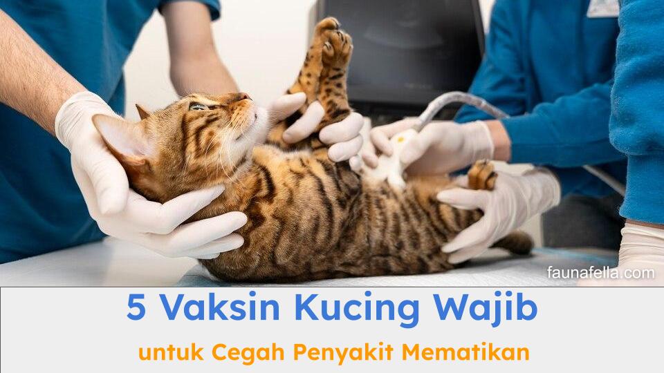 Kucing yang sedang mendapatkan jadwal vaksinasi. Vaksin kucing sangat penting untuk kesehatan kucing jangka panjang.