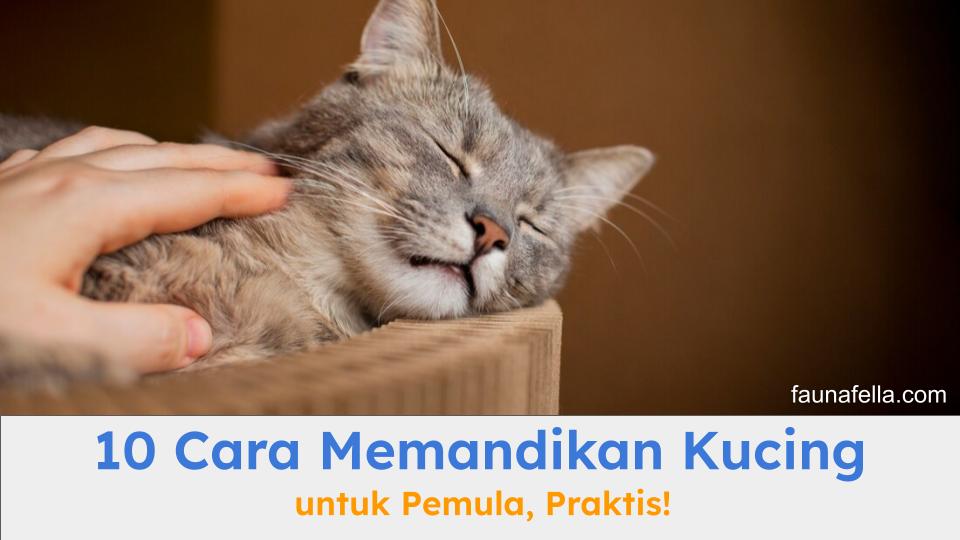 Kucing yang sedang dimandikan dalam kondisi rileks. Sehingga, cara memandikan kucing yang benar sangat penting.