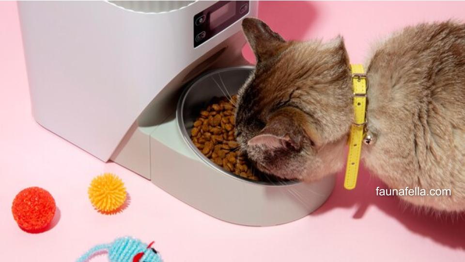 Kucing tidak mau makan bisa menunjukkan hal berbahaya jika disertai diare atau perubahan perilaku.
