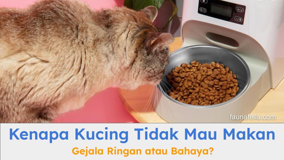 Kenapa kucing tidak mau makan bisa karena berbagai hal dan ini juga bisa menjadi gejala ringan atau justru berbahaya.