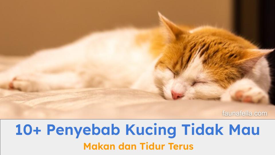 Sebelum tahu penyebab kucing tidak mau makan dan tidur terus, kenali dulu berbagai gejala umumnya.