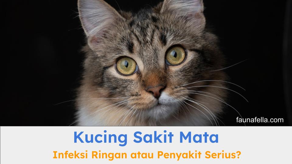 Kucing sakit mata bisa menjadi gejala penyakit ringan atau berat tergantung pada seberapa serius penyakit mata tersebut.