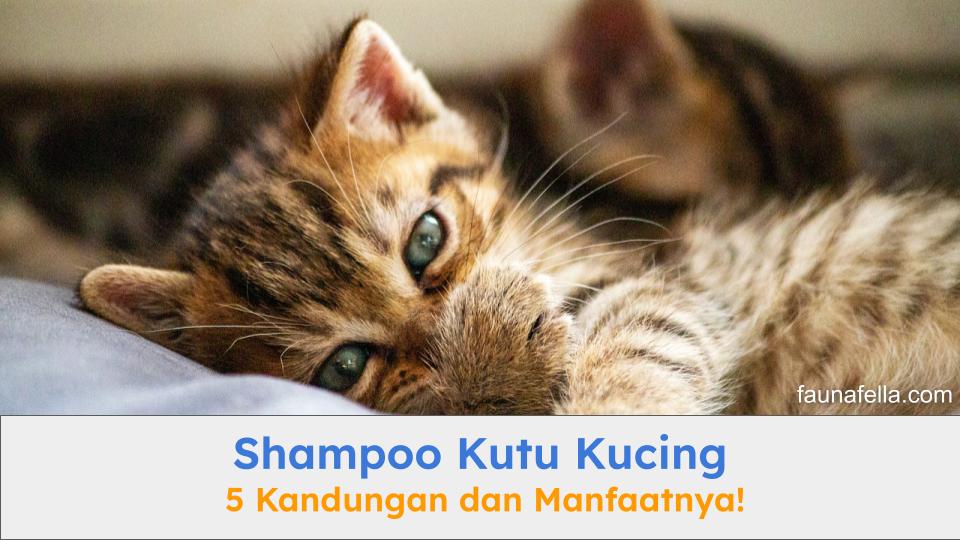 Shampoo kutu kucing dengan 5 kandungan terbaik sangat efektif untuk menghilangkan kutu dan jamur.