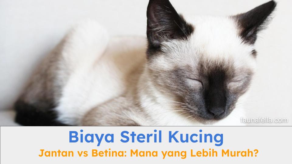 Biaya steril kucing jantan dan betina tentu saja berbeda karena berbagai faktor yang mempengaruhinya.