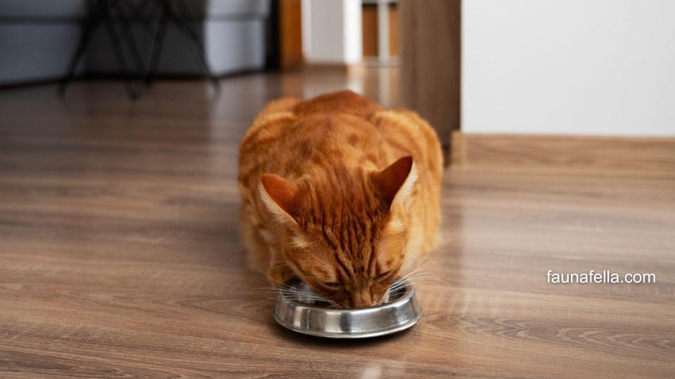 Kucing rumahan yang menikmati asupan dari merk makanan kucing terbaik. Umumnya, mereka tumbuh lebih sehat dan aktif.