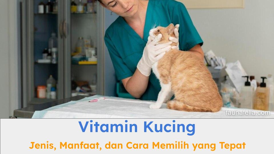 Kucing oren dibantu untuk mengonsumsi vitamin kucing agar kesehatan dan pertumbuhannya lebih baik.