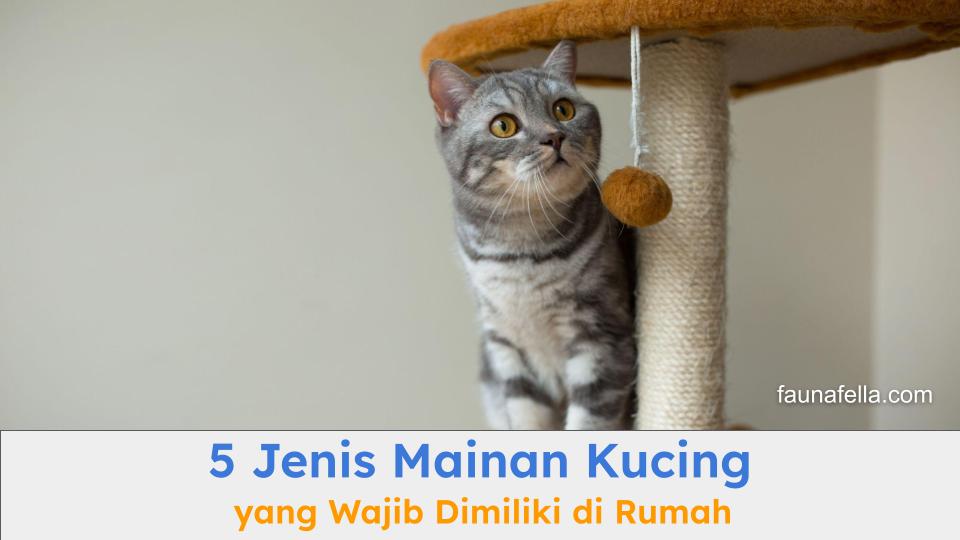 Kucing yang sedang bermain dengan mainannya. Mainan kucing membantu mereka tetap aktif dan ceria.