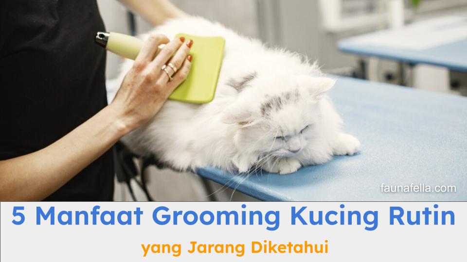Kucing putih yang sedang melakukan grooming. Grooming kucing oleh tenaga profesional untuk kebersihan dan kesehatannya.