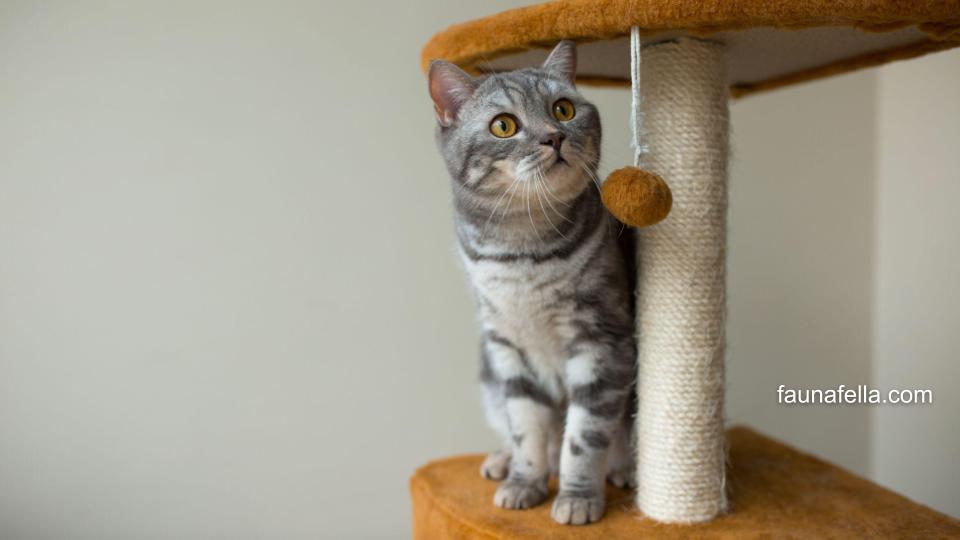 Kucing abu ini berada di cat tree dengan mainan bola yang menggantung. Ada banyak pilihan desain cat tree yang tersedia.