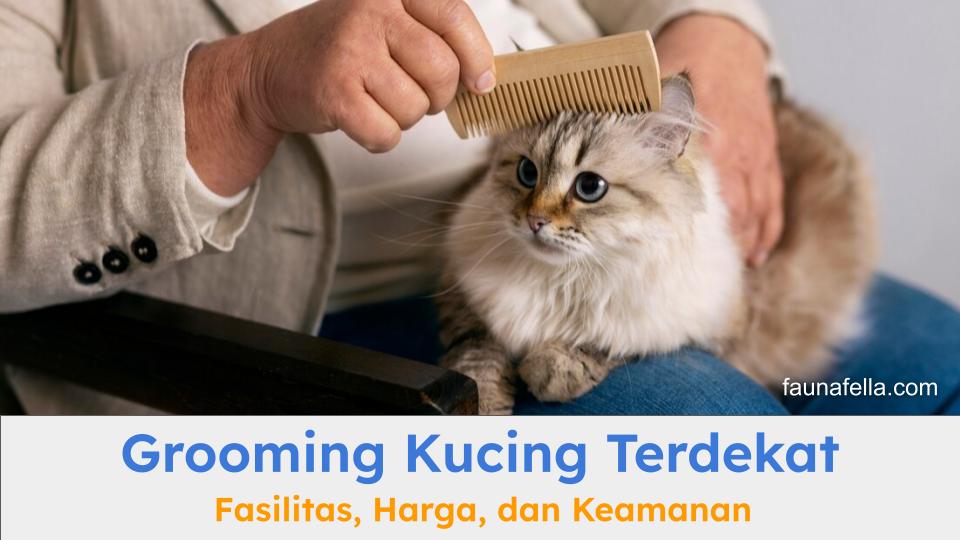 Kucing yang sedang mendapatkan perawatan grooming. Sebaiknya, gunakan jasa grooming kucing terdekat dan profesional.