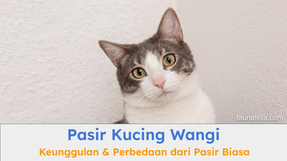 Kucing yang melihat ke arah pemilik sambil menggunakan pasir kucing wangi, tanda dia menyukainya.