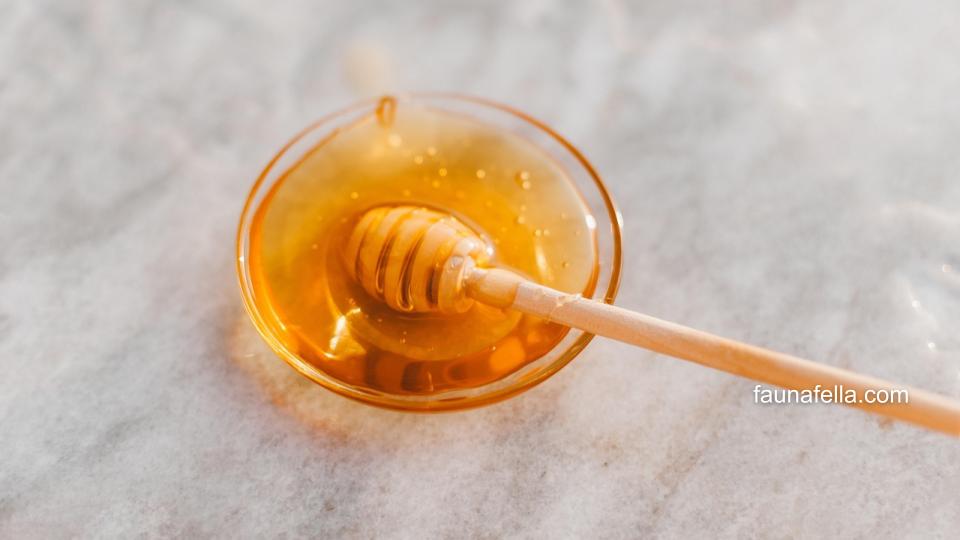 Madu menjadi salah satu obat kucing diare alami yang bisa membantu mengatasi diare.