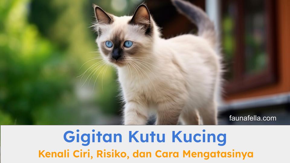 Kucing siam yang sedang berjalan di luar ruangan. Gigitan kutu kucing bisa disebabka karena tertular kutu saat di luar.