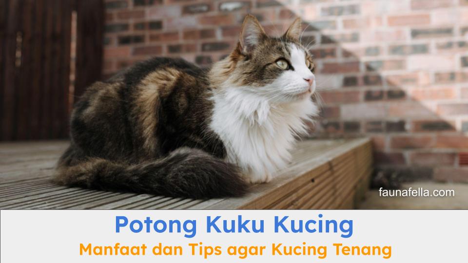 Kucing Anggora yang tenang dan sehat karena teknik potong kuku kucing yang benar.