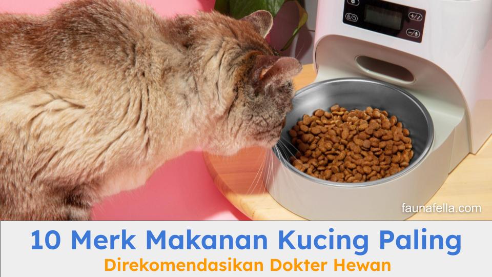 Kucing sedang manikmati makanannya. Merk makanan kucing sebaiknya dipilih sesuai kebutuhan nutrisinya.