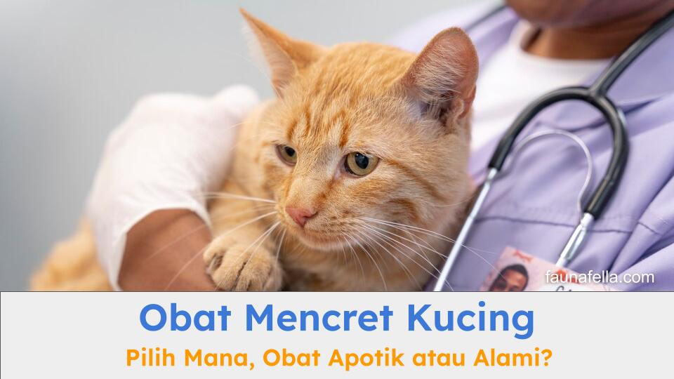 Kucing yang sedang dalam perawatan oleh ahlinya karena mencret. Obat mencret kucing juga dibutuhkan untuk kondisi yang parah.