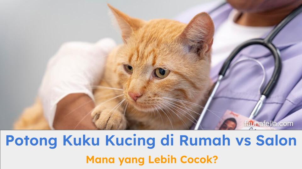 Faunafella gambar foto artikel