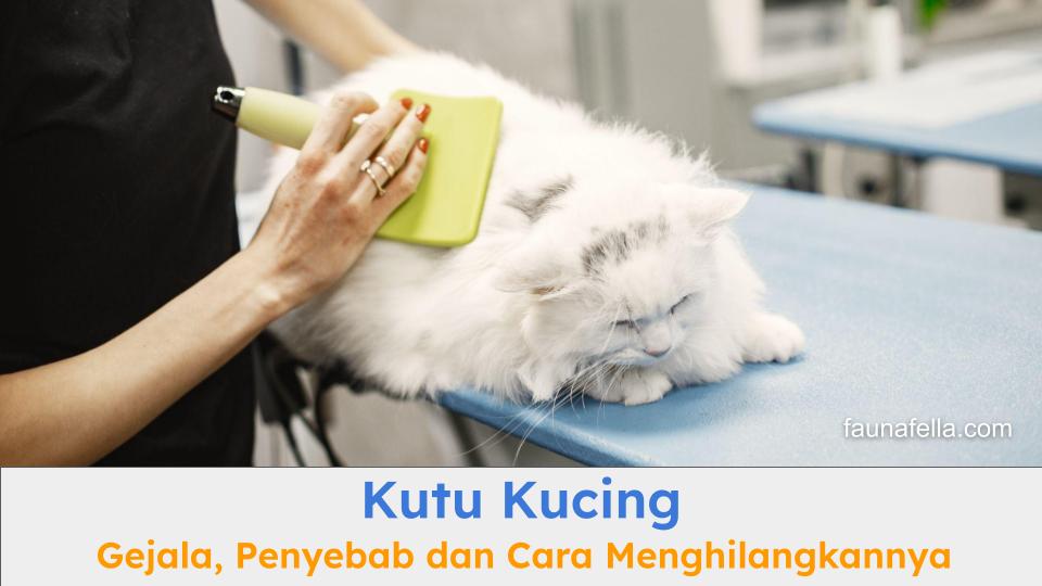Kucing yang sedang melakukan perawatan pembersihan kutu. Kutu kucing harus dihilangkan agar kucing tetap sehat.