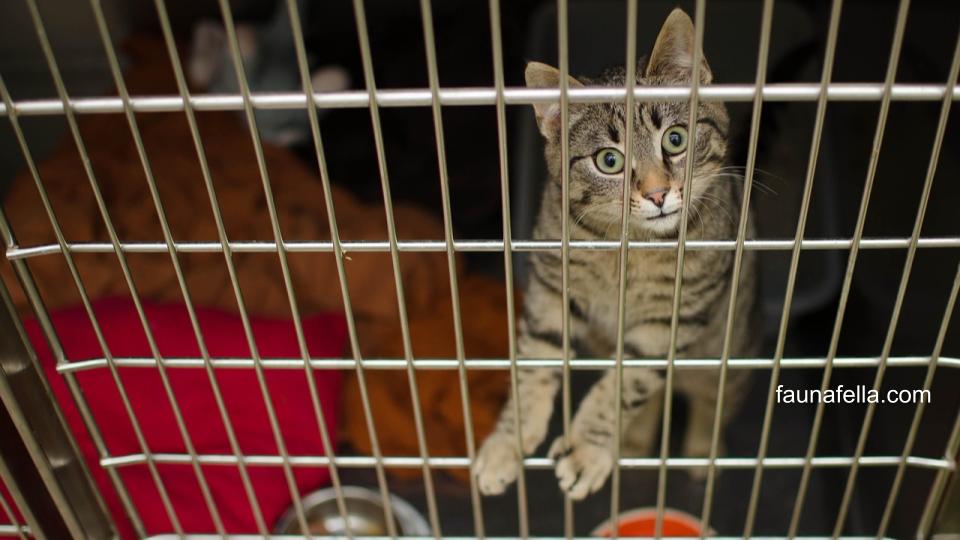 Kucing abu yang sedang berada dalam kandang kucing besi. Kandang ini bisa dilipat sehingga memudahkan untuk transportasi.