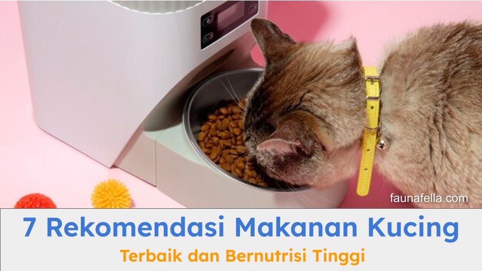 Makanan kucing terbaik dengan nutrisi tinggi dan harga terjangkau tentu menjadi incaran para pecinta kucing. Berikut rekomendasinya!